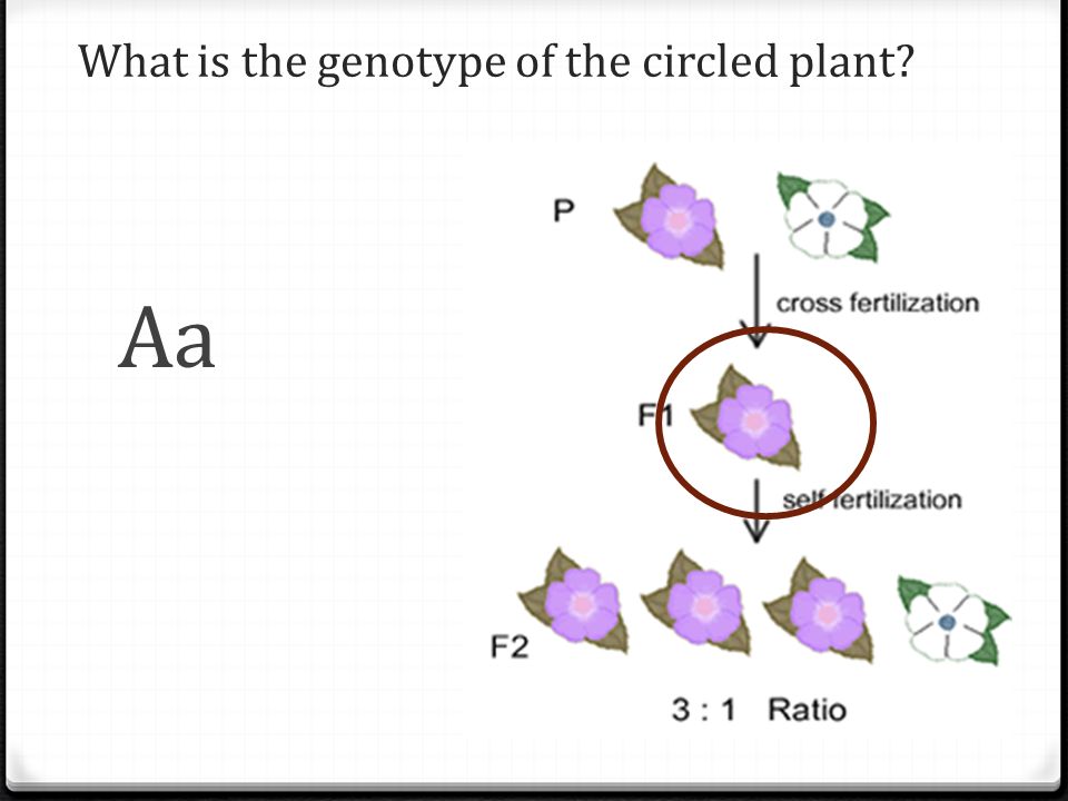 What is the genotype of the circled plant Aa