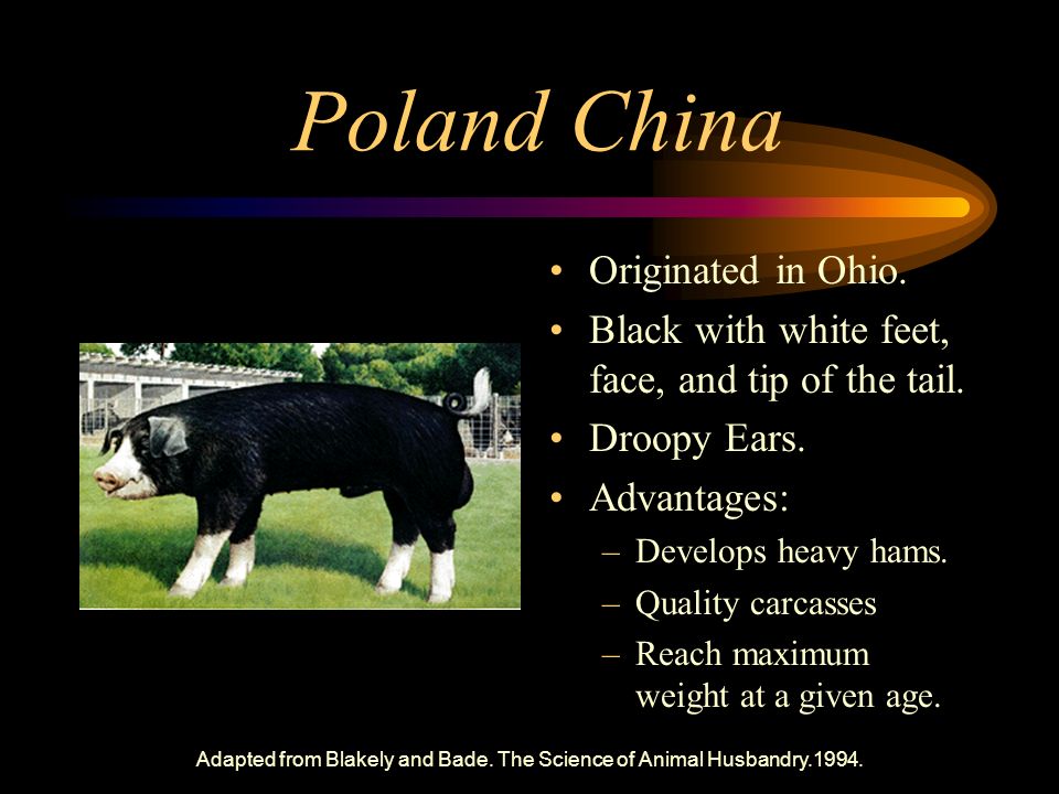 Adapted from Blakely and Bade. The Science of Animal Husbandry Breeds of  Swine Agriscience 102 Applied Agricultural Science and Technology Edited. -  ppt download