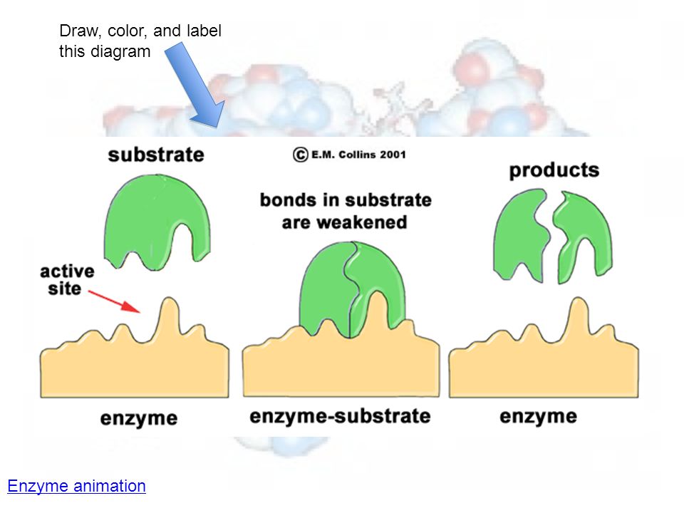 enzymes sub u201cunder below u201d word that start with u201csub rh slideplayer com enzyme and substrate diagram what are enzymes worksheet - Enzyme Worksheet enzymes sub u201cunder below u201d word that start with u201csub rh slideplayer com enzyme and substrate diagram what are enzymes worksheet - Enzyme Worksheet