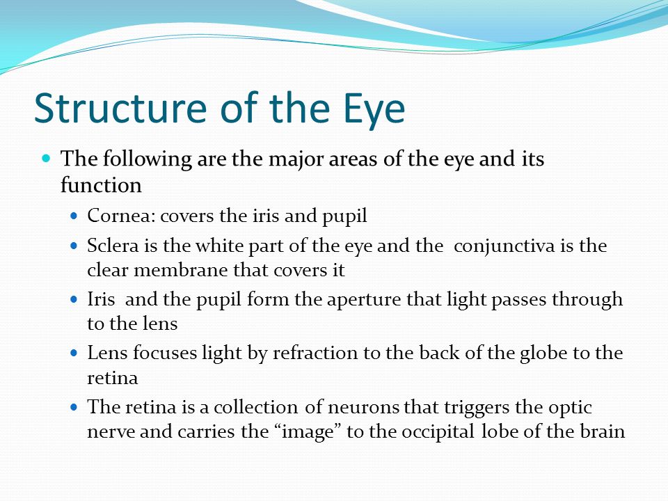 Structure of the Eye The following are the major areas of the eye and its function Cornea: covers the iris and pupil Sclera is the white part of the eye and the conjunctiva is the clear membrane that covers it Iris and the pupil form the aperture that light passes through to the lens Lens focuses light by refraction to the back of the globe to the retina The retina is a collection of neurons that triggers the optic nerve and carries the image to the occipital lobe of the brain