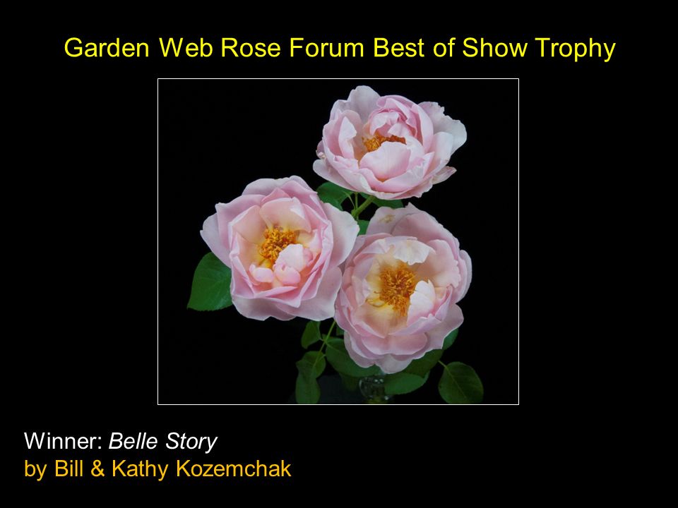 Horticulture Awards Queen Of Show Winner Moonstone By Erik Heden