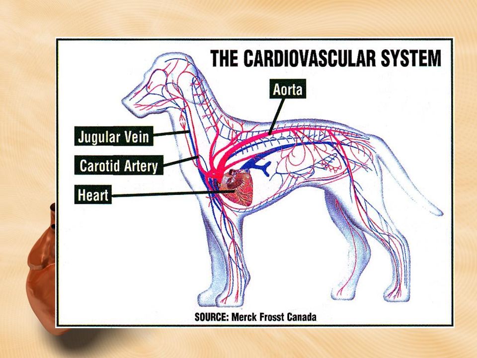 Деменция у собак. Кровеносная система собаки анатомия. Кровеносная система собаки схема. Строение кровеносной системы собаки. Нервная система собаки анатомия.