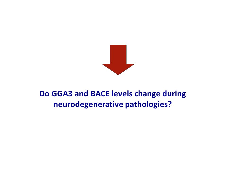 Do GGA3 and BACE levels change during neurodegenerative pathologies