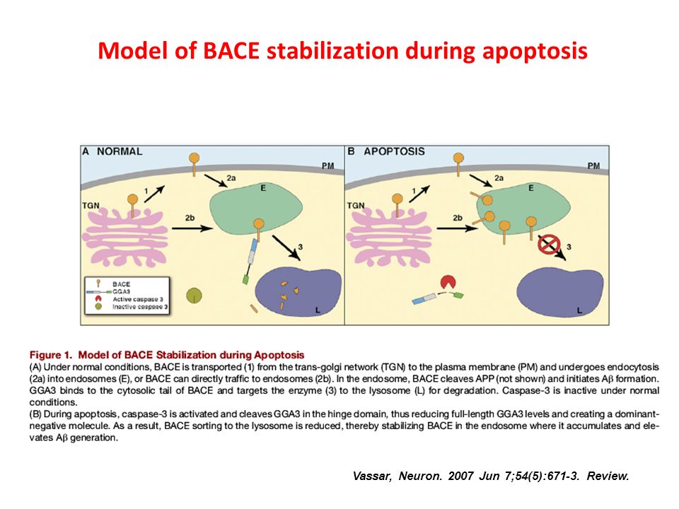 Vassar, Neuron Jun 7;54(5): Review. Model of BACE stabilization during apoptosis