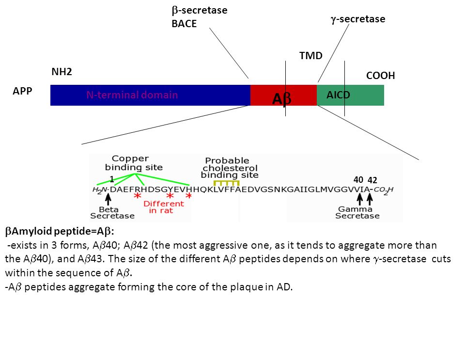 APP TMD NH2 COOH  -secretase BACE  -secretase AA AICDN-terminal domain  Amyloid peptide=A  -exists in 3 forms, A  40; A  42 (the most aggressive one, as it tends to aggregate more than the A  0), and A  43.