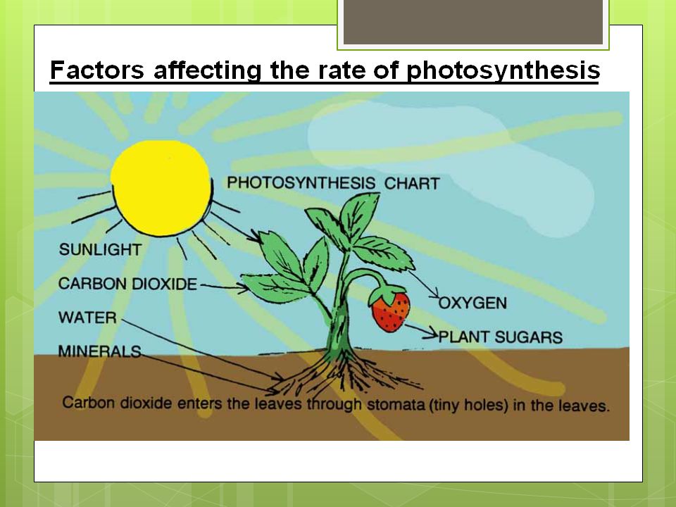 What Factors Influence The Rate Of Photosynthesis Ppt Video