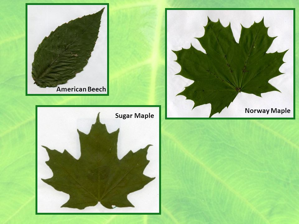 Debunking The Enemy Release Hypothesis Do Introduced Norway Maple Lack Defenses Against Native Herbivores Tony Chen Julianna Garreffa Emily Gleason Ppt Download