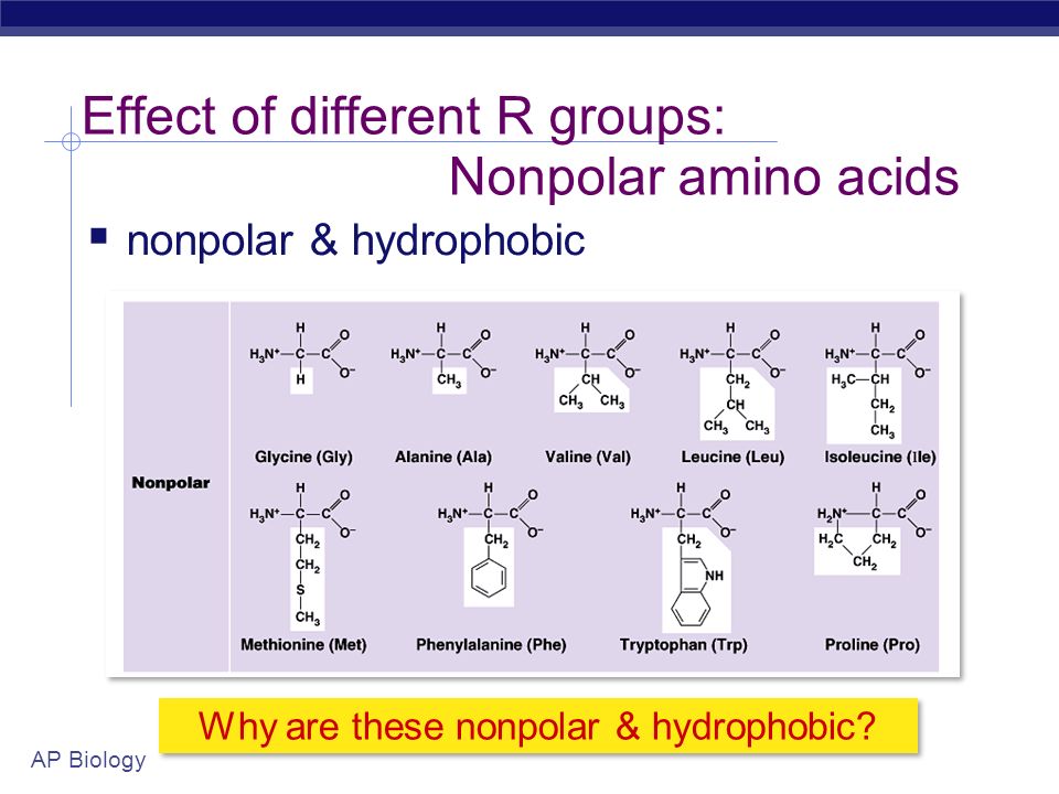 AP Biology Effect of different R groups: Nonpolar amino acids Why are these...