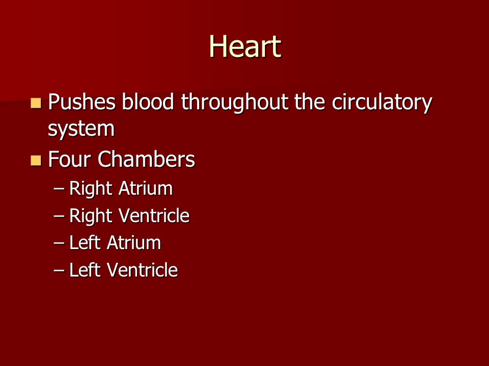 Heart Pushes blood throughout the circulatory system Pushes blood throughout the circulatory system Four Chambers Four Chambers –Right Atrium –Right Ventricle –Left Atrium –Left Ventricle
