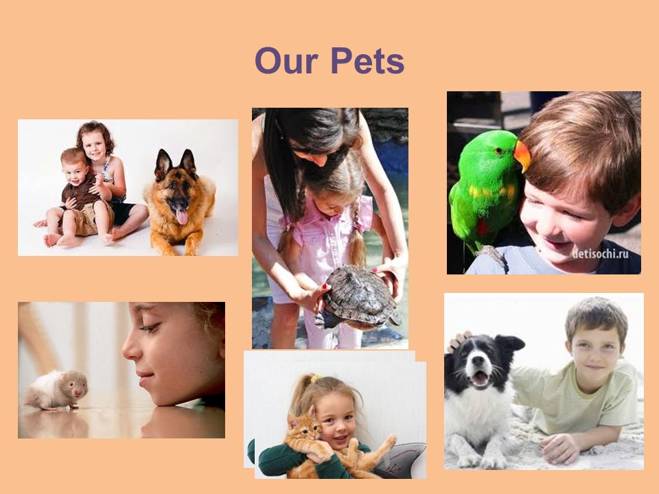 Pets презентация. Our Pets. Картинки на тему my Pet. Feed our Pets картинки для детей. Диалог "our Pets".