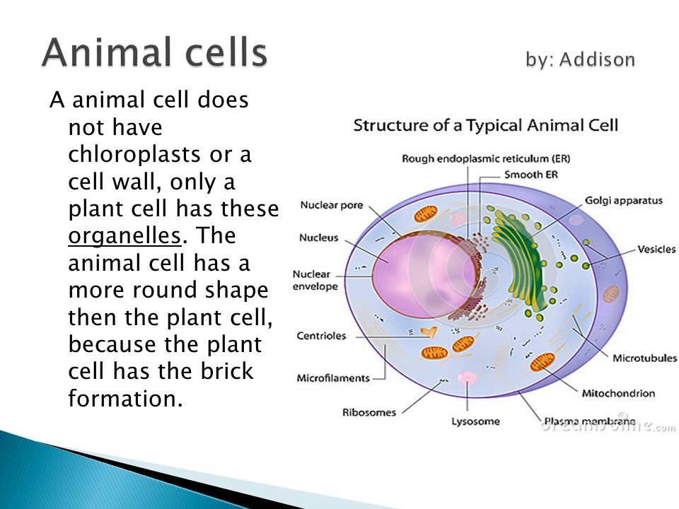 Their cell. Animal Cell structure. Typical animal Cell. Animal Cell has. Do animal Cell has Cell Wall.