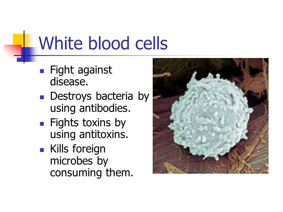 White blood cells Fight against disease. Destroys bacteria by using antibodies.