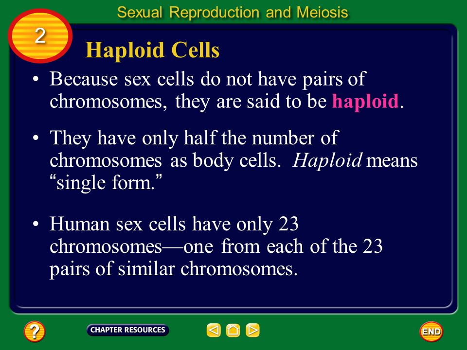 what do sex gells do Sexy in shorts