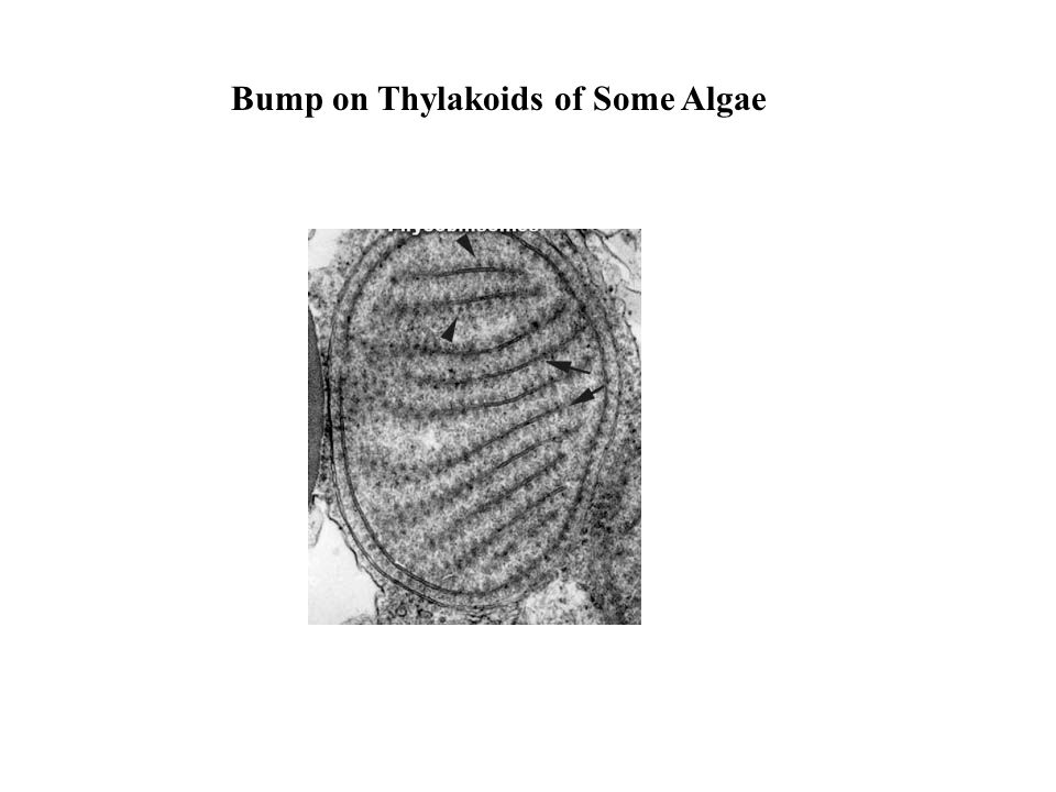 Bump on Thylakoids of Some Algae
