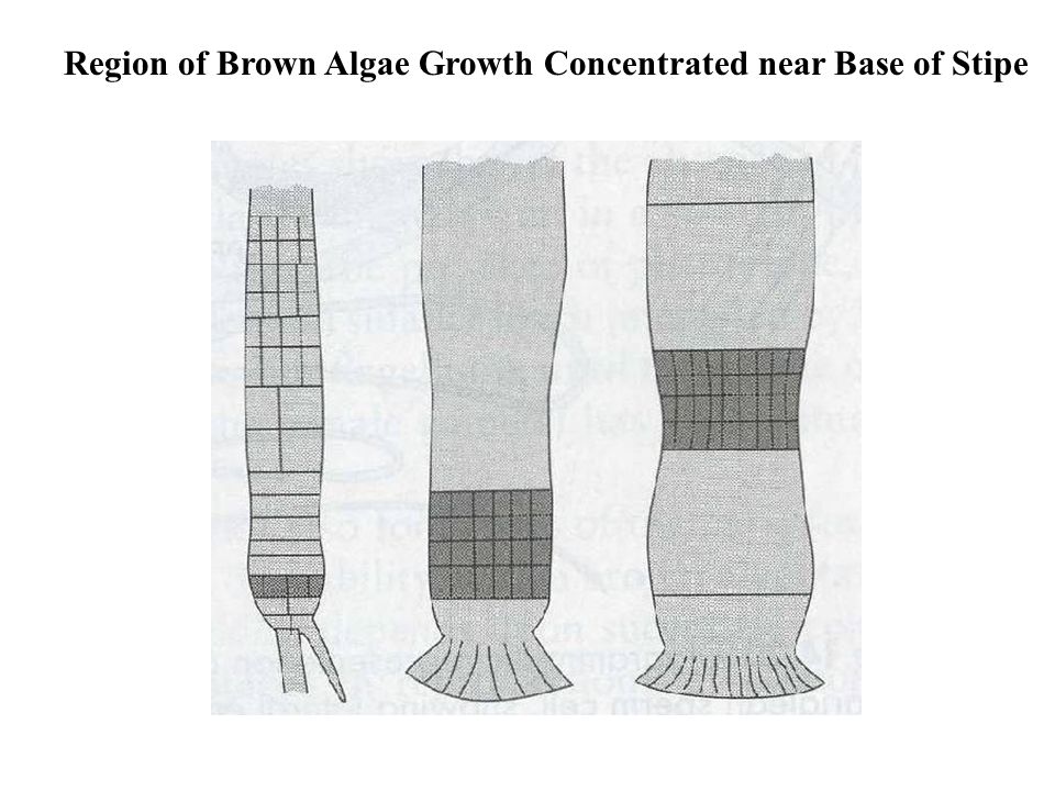 Region of Brown Algae Growth Concentrated near Base of Stipe
