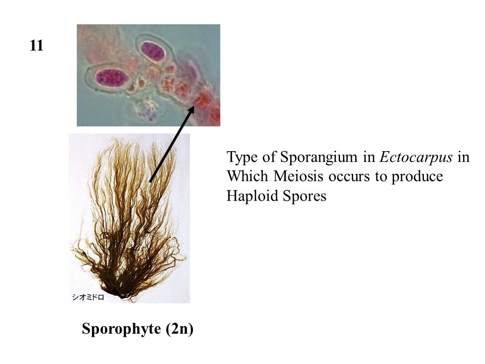 11 Type of Sporangium in Ectocarpus in Which Meiosis occurs to produce Haploid Spores Sporophyte (2n)