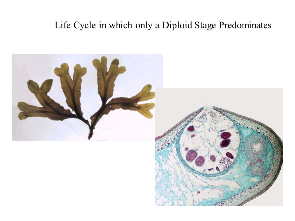 Life Cycle in which only a Diploid Stage Predominates