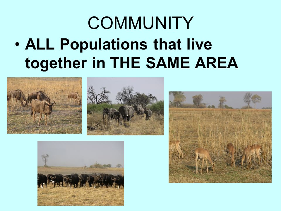What is a population All the organisms of a species that live in the same area.