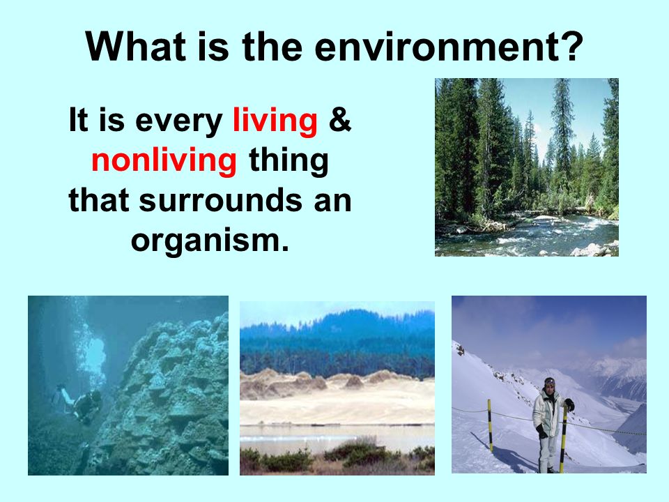 LO: SWBAT define what ecology is DN: What is the environment.