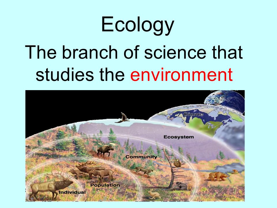 What is the environment It is every living & nonliving thing that surrounds an organism.