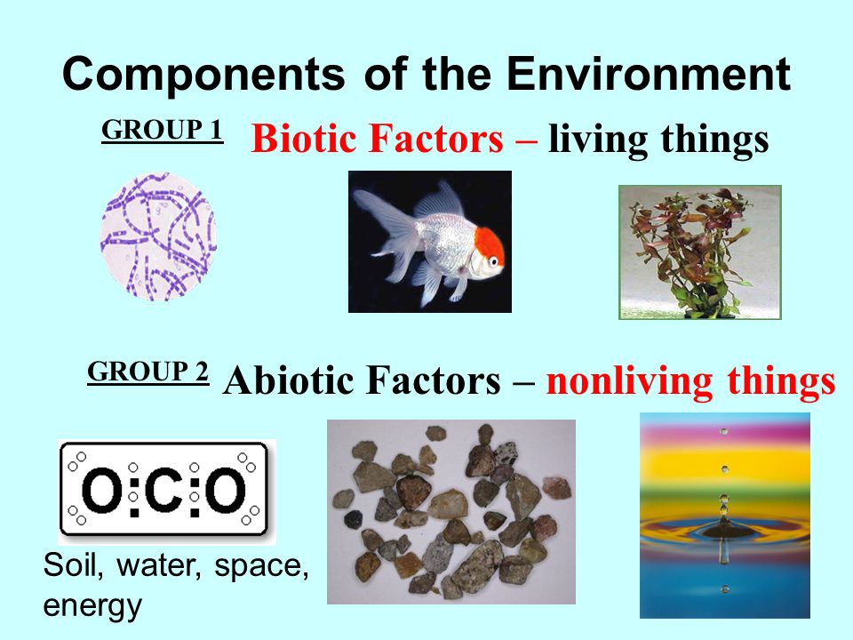 What is ecology.