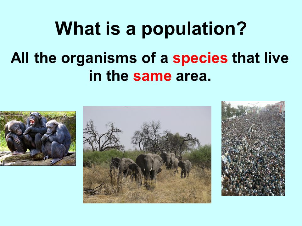 What is the smallest level of ecological organization Organism – an individual living thing