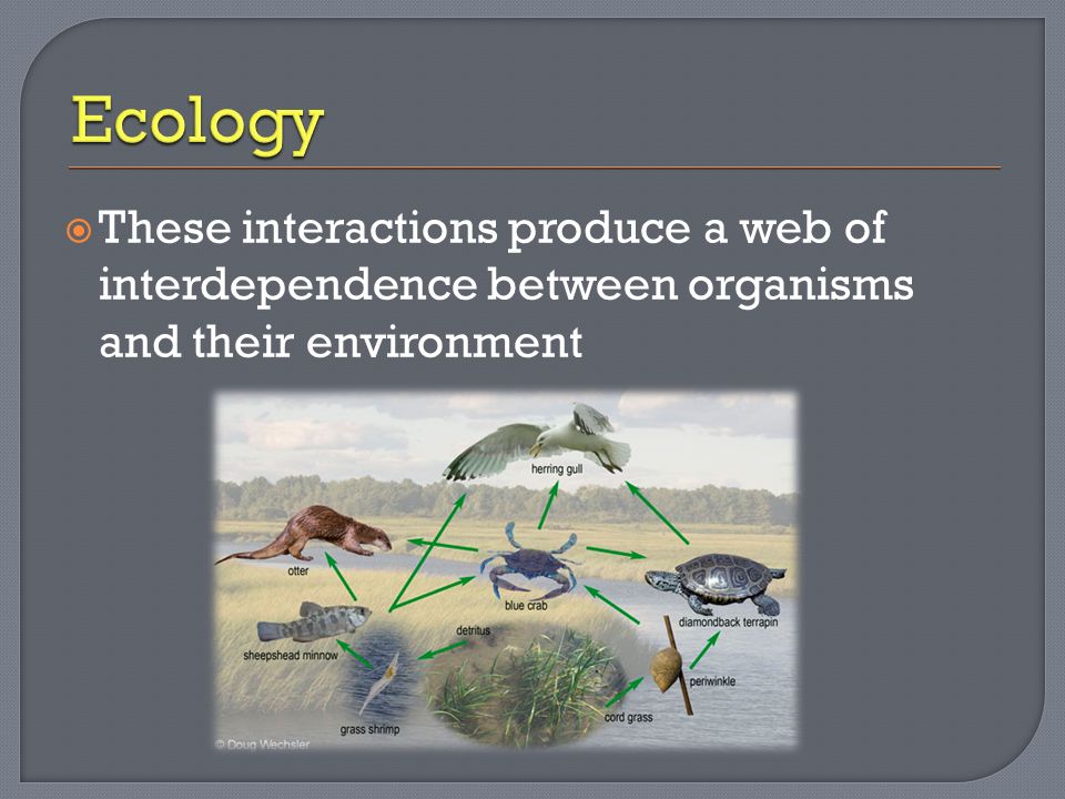  These interactions produce a web of interdependence between organisms and their environment