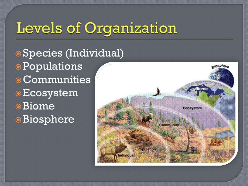  Species (Individual)  Populations  Communities  Ecosystem  Biome  Biosphere