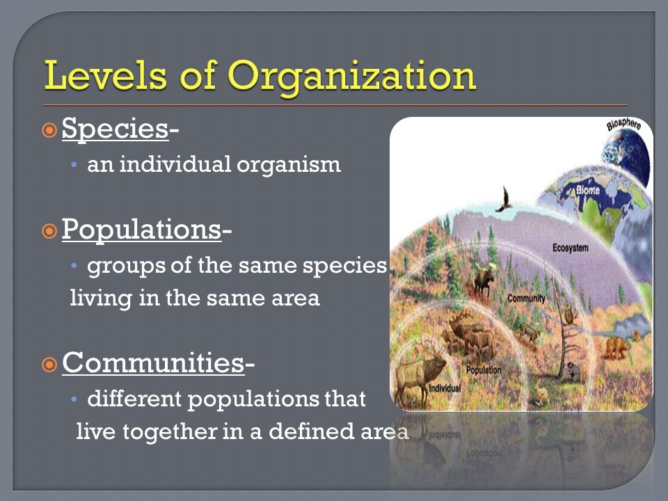  Species- an individual organism  Populations- groups of the same species living in the same area  Communities- different populations that live together in a defined area