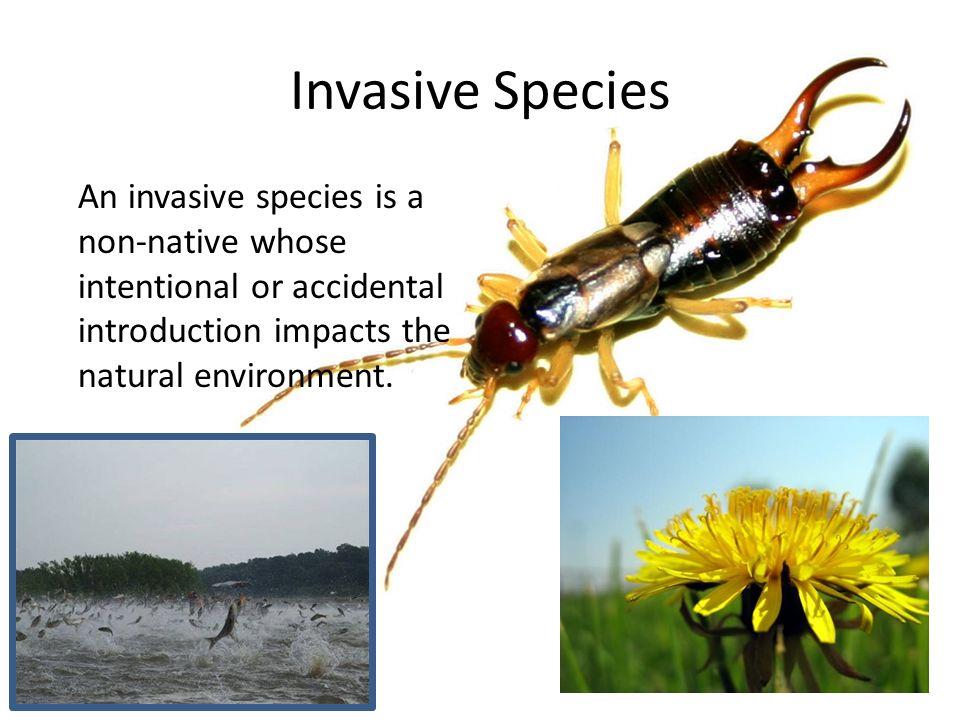 Invasive Species An invasive species is a non-native whose intentional or accidental introduction impacts the natural environment.