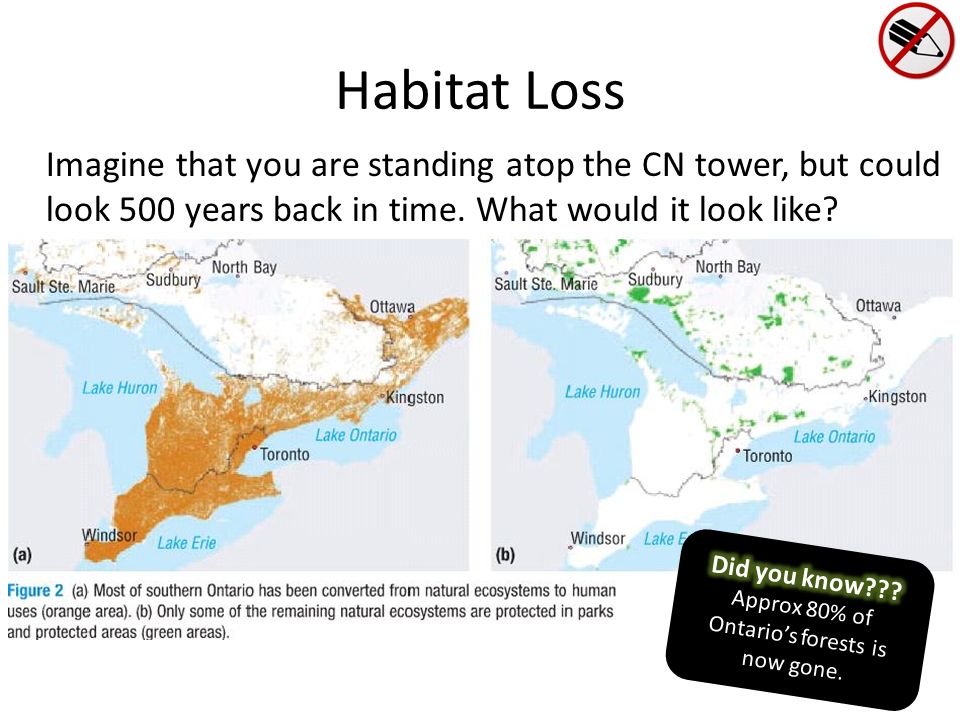 Habitat Loss Imagine that you are standing atop the CN tower, but could look 500 years back in time.