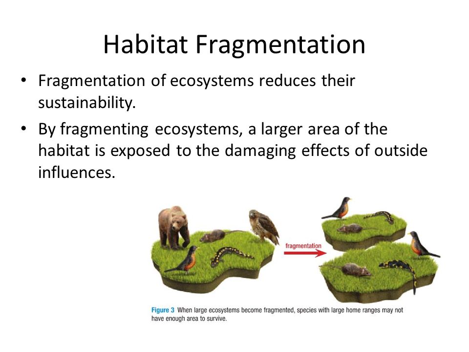 Habitat Fragmentation Fragmentation of ecosystems reduces their sustainability.