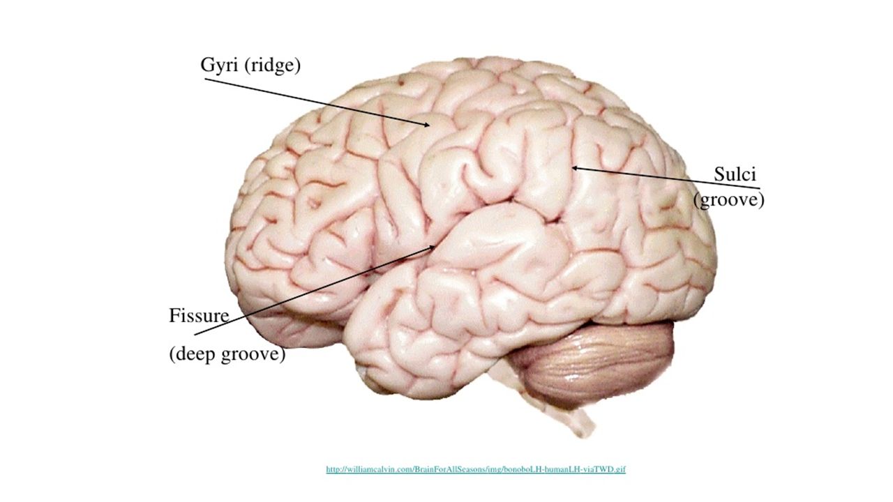 Brain anatomy quiz label