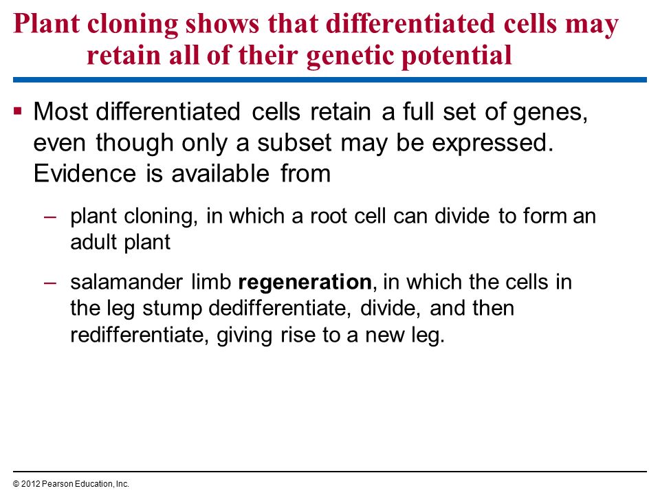 Plant cloning shows that differentiated cells may retain all of their genetic potential  Most differentiated cells retain a full set of genes, even though only a subset may be expressed.