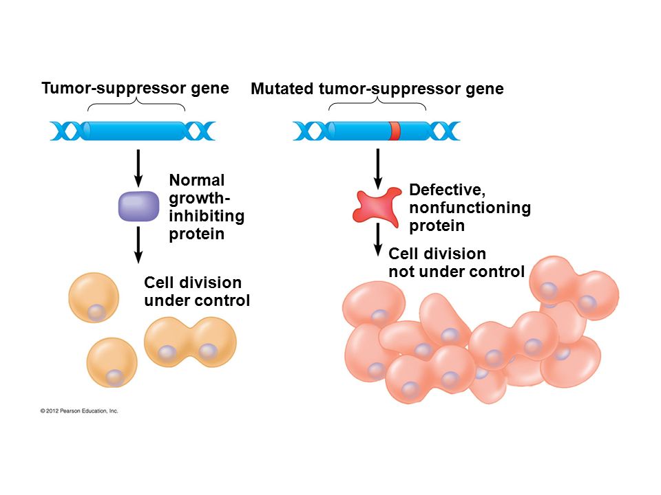 Tumor-suppressor gene Mutated tumor-suppressor gene Normal growth- inhibiting protein Cell division under control Defective, nonfunctioning protein Cell division not under control