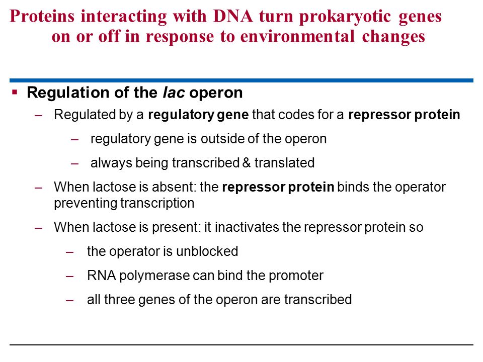 Proteins interacting with DNA turn prokaryotic genes on or off in response to environmental changes  Regulation of the lac operon –Regulated by a regulatory gene that codes for a repressor protein –regulatory gene is outside of the operon –always being transcribed & translated –When lactose is absent: the repressor protein binds the operator preventing transcription –When lactose is present: it inactivates the repressor protein so –the operator is unblocked –RNA polymerase can bind the promoter –all three genes of the operon are transcribed