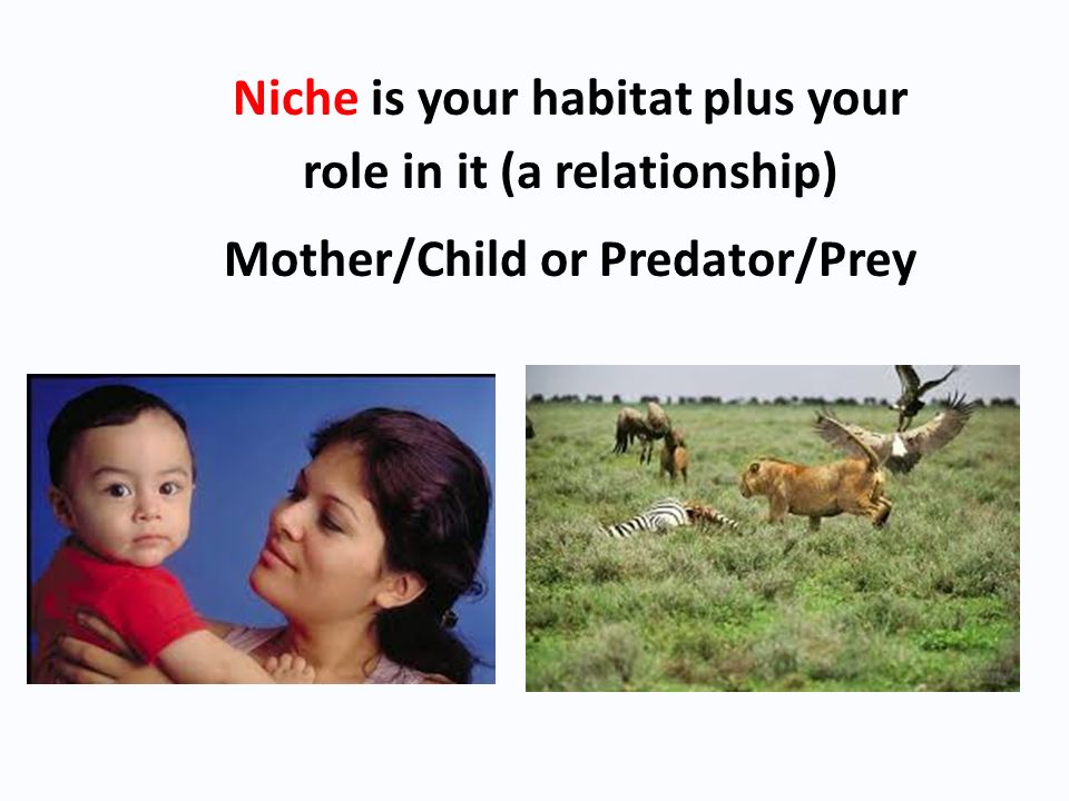 Niche is your habitat plus your role in it (a relationship) Mother/Child or Predator/Prey