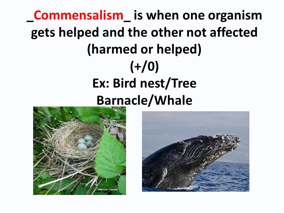 _Commensalism_ is when one organism gets helped and the other not affected (harmed or helped) (+/0) Ex: Bird nest/Tree Barnacle/Whale