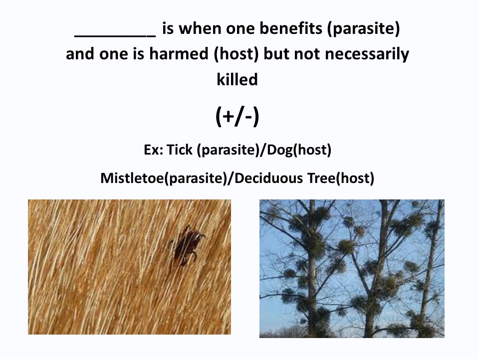 _________ is when one benefits (parasite) and one is harmed (host) but not necessarily killed (+/-) Ex: Tick (parasite)/Dog(host) Mistletoe(parasite)/Deciduous Tree(host)