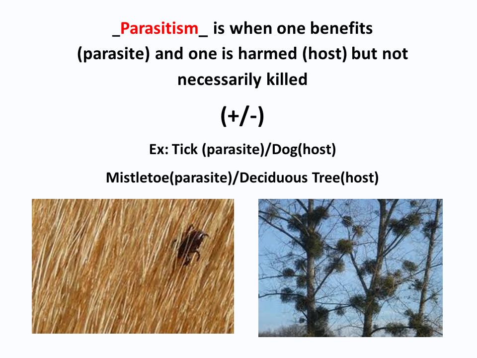 _ Parasitism_ is when one benefits (parasite) and one is harmed (host) but not necessarily killed (+/-) Ex: Tick (parasite)/Dog(host) Mistletoe(parasite)/Deciduous Tree(host)