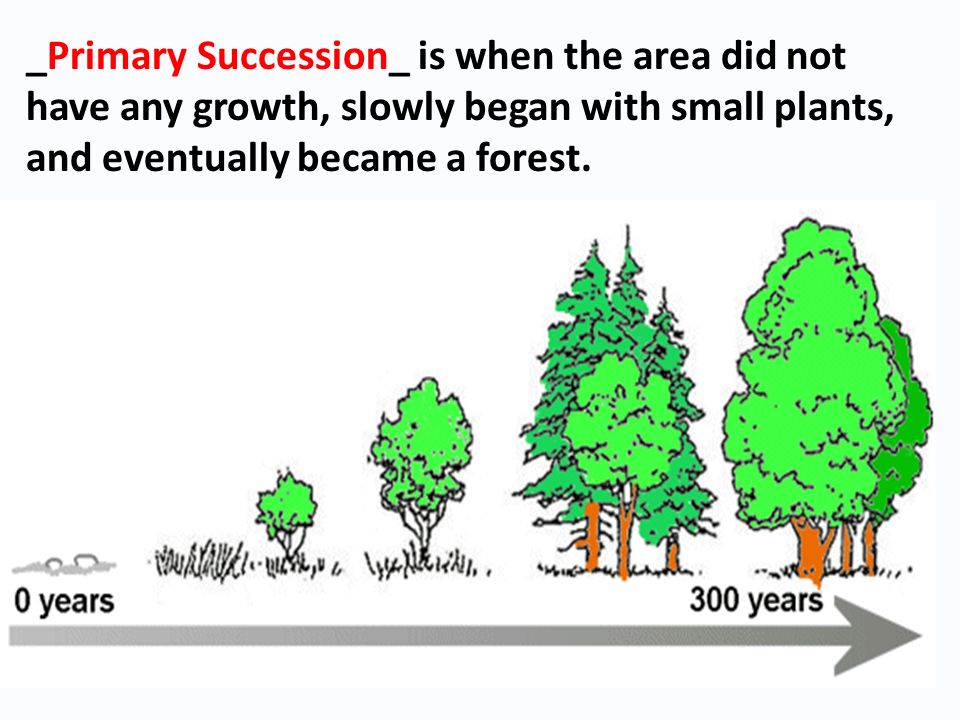 _Primary Succession_ is when the area did not have any growth, slowly began with small plants, and eventually became a forest.