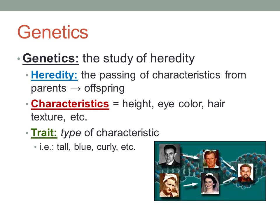 Introduction To Genetics Chapter 10 Genetics Genetics The Study