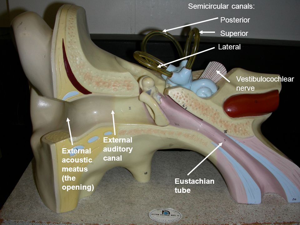 vestibulocochlear nerve model