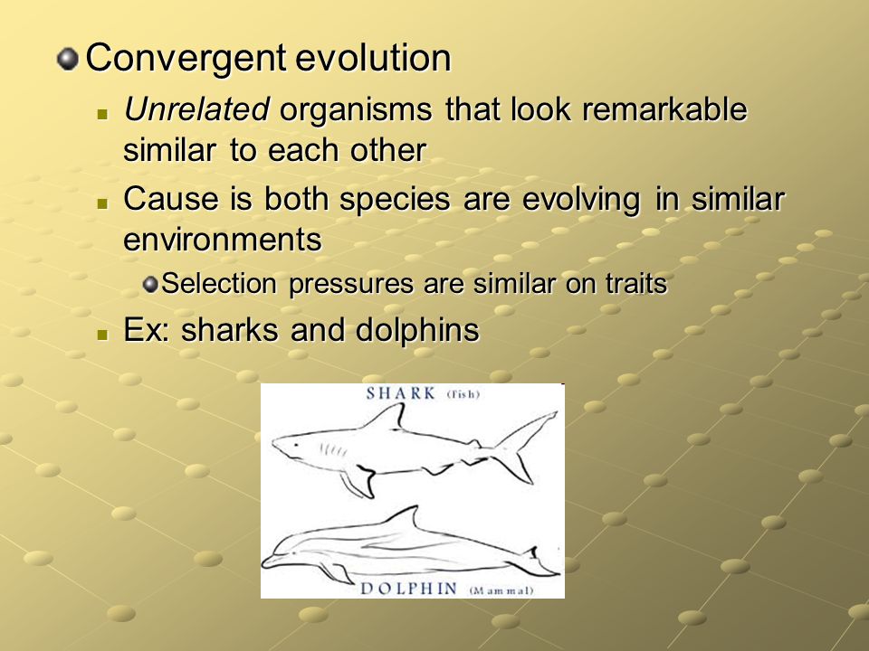 Chapter 6060 Patterns Of Evolution Essential Question What Are 60 Beauteous Section 174 Patterns Of Evolution Chapter 6060 Patterns Of Evolution Essential Question What Are 60 Beauteous Section 174 Patterns Of Evolution