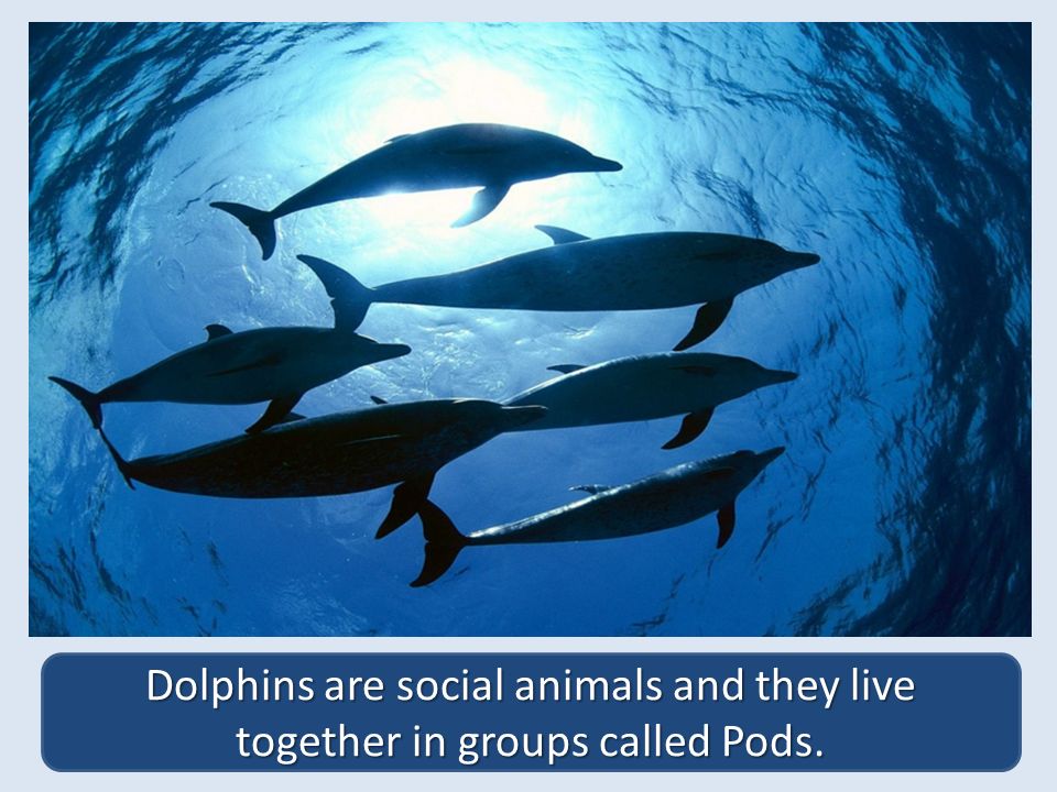 Dolphins Dolphins by Zara Pendsay. Dolphins are social animals and they