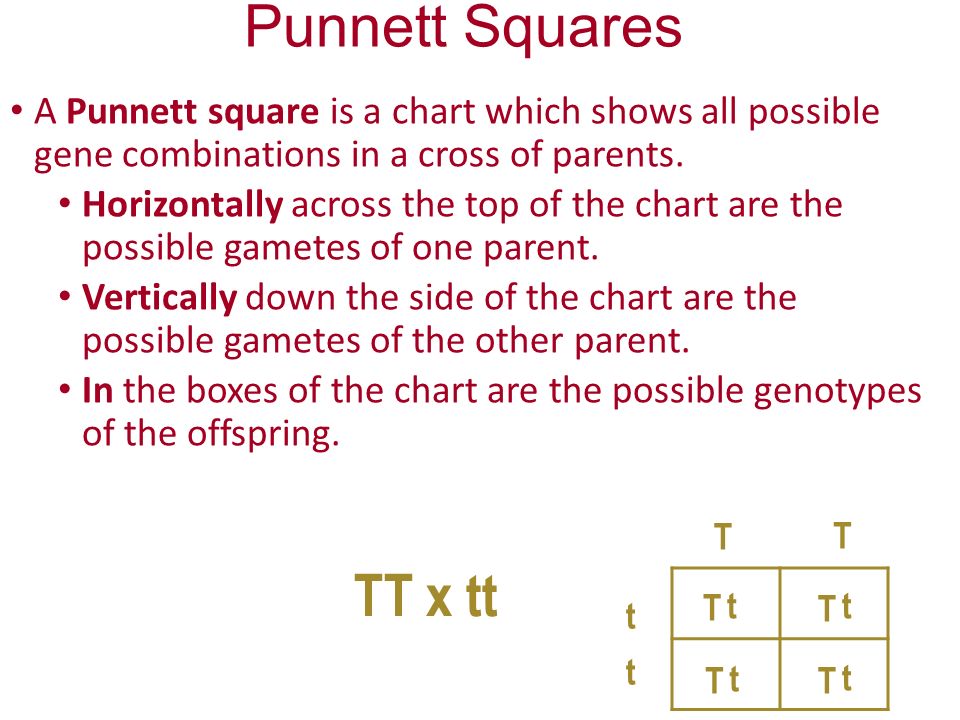 Chart That Shows Possible Gene Combinations