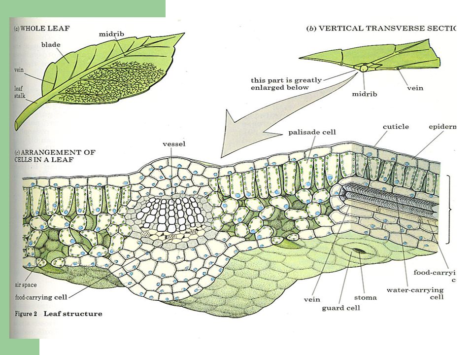 Мезофилл листа клетки. Строение мезофилла листа. Plant Leaf structure. Палисадный мезофилл. Мезофилл это у растений.