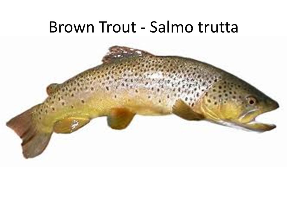 Brown Trout - Salmo trutta