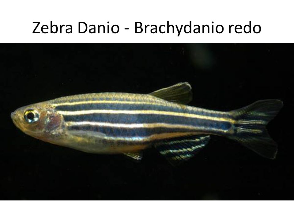 Zebra Danio - Brachydanio redo