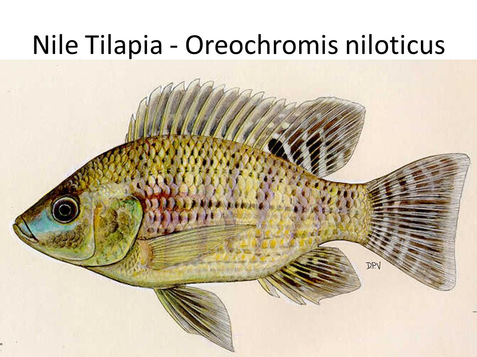Nile Tilapia - Oreochromis niloticus